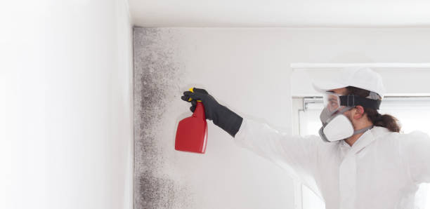 Best Commercial Mold Remediation in Bedford Heights, OH