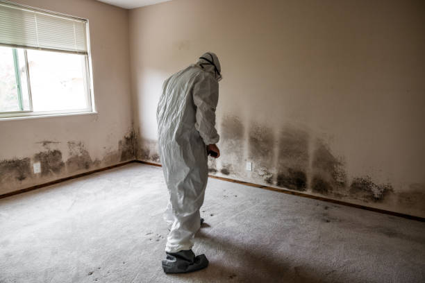 Best Post-Flood Mold Remediation in Bedford Heights, OH