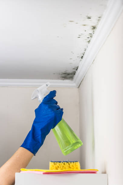 Best Black Mold Remediation in Bedford Heights, OH